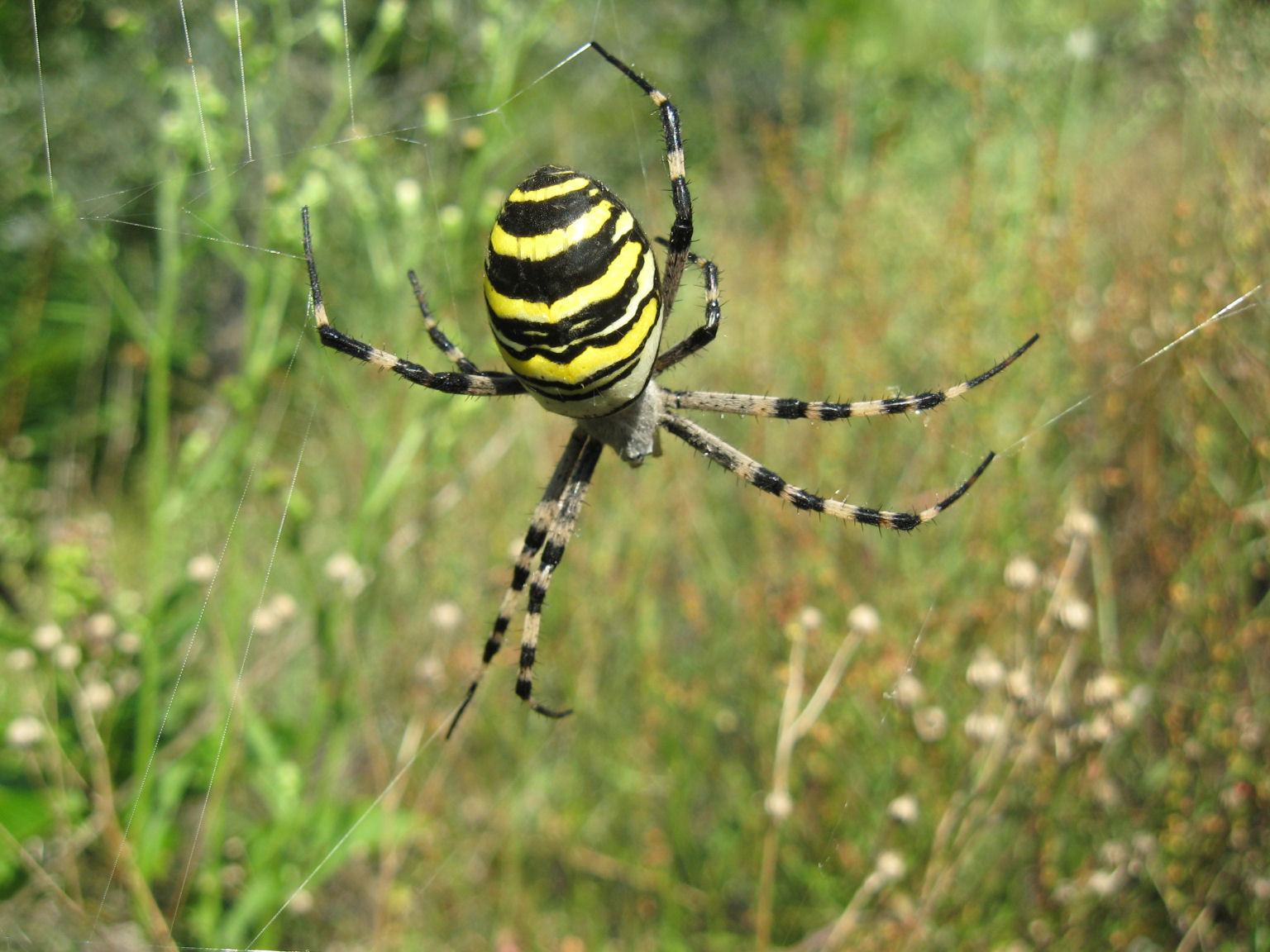 Argiope bruennichi